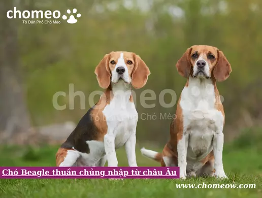 Chó Beagle thuần chủng nhập từ châu Âu