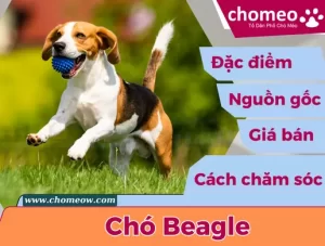 Chó Beagle_ đặc điểm, nguồn gốc, giá bán, cách chăm sóc