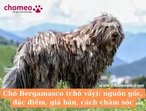 Chó Bergamasco (chó vẩy)_ nguồn gốc, đặc điểm, giá bán, cách chăm sóc