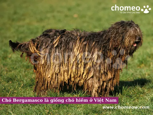 Chó Bergamasco là giống chó hiếm ở Việt Nam