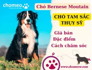 Chó Bernese Moutain (chó tam sắc Thụy sĩ)_ đặc điểm, giá bán, cách chăm sóc