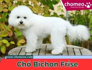 Chó Bichon Frise