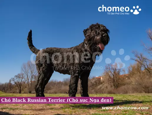 Chó Black Russian Terrier (Chó sục Nga đen)