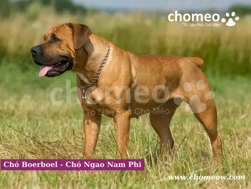 Chó Boerboel - Chó Ngao Nam Phi