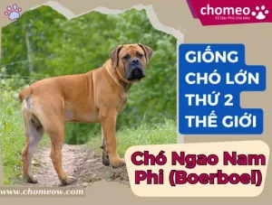 Chó Boerboel giống chó lớn thứ hai thế giới