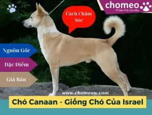 Chó Canaan_ nguồn gốc, đặc điểm, giá bán, cách chăm sóc