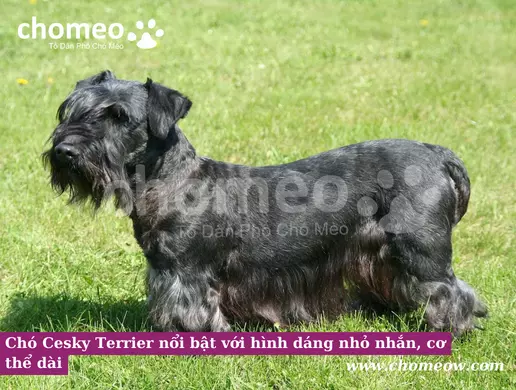 Chó Cesky Terrier nổi bật với hình dáng nhỏ nhắn, cơ thể dài