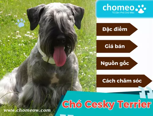 Chó Cesky Terrier_ đặc điểm, giá bán và cách chăm sóc