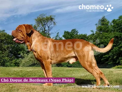 Chó Dogue de Bordeaux (Ngao Pháp)