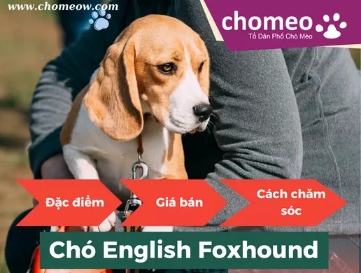 Chó English Foxhound đặc điểm, giá bán, cách chăm sóc