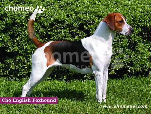Chó English Foxhound thuần chủng