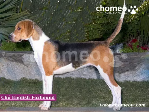 Chó English Foxhound