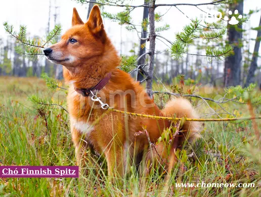 Chó Finnish Spitz