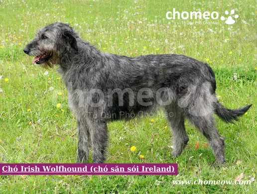 Chó Irish Wolfhound (chó săn sói Ireland)