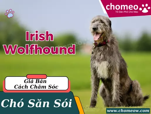 Chó Irish wolfhound (Chó săn sói) _ Giá bán, cách chăm sóc