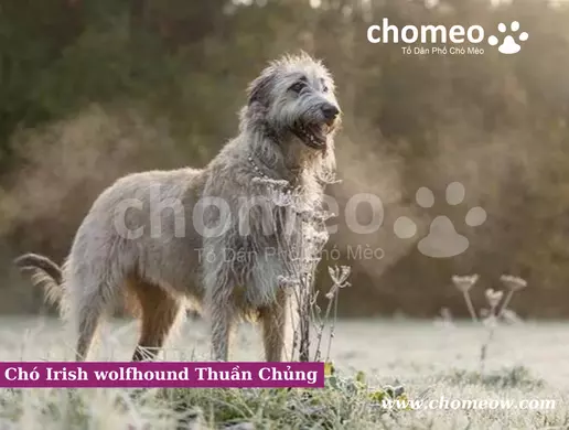 Chó Irish wolfhound Thuần Chủng