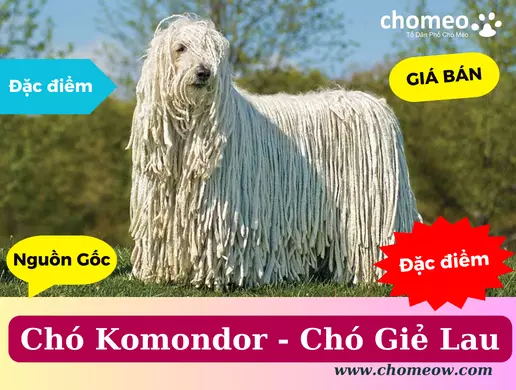Chó Komondor _ nguồn gốc, đặc điểm, giá bán, cách chăm sóc