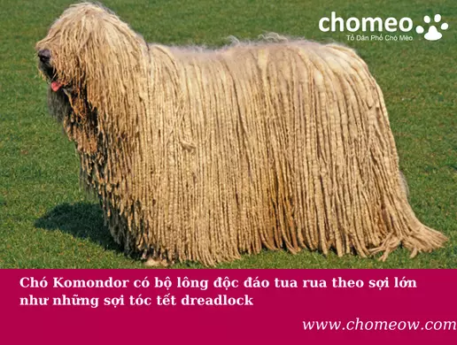 Chó Komondor có bộ lông độc đáo tua rua theo sợi lớn như những sợi tóc tết dreadlock