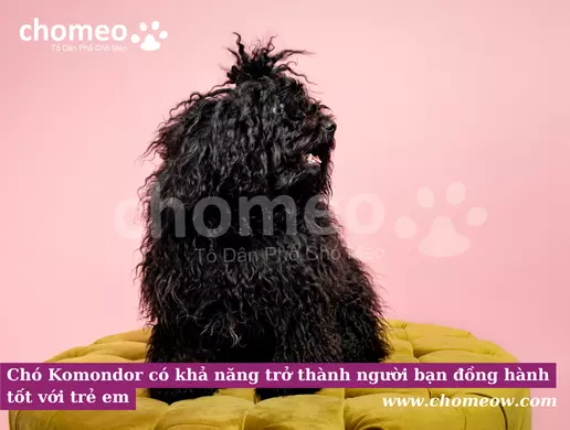 Chó Komondor có khả năng trở thành người bạn đồng hành tốt với trẻ em