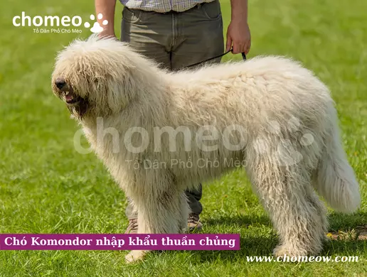 Chó Komondor nhập khẩu thuần chủng