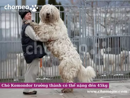 Chó Komondor trưởng thành có thể nặng đến 45kg