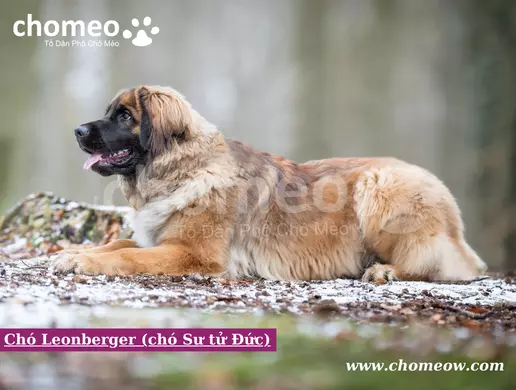Chó Leonberger (chó Sư tử Đức)