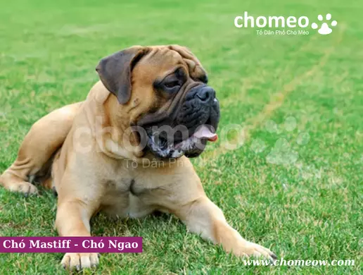 Chó Mastiff - Chó Ngao