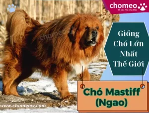 Chó Mastiff (Ngao) _ giống chó lớn nhất thế giớ