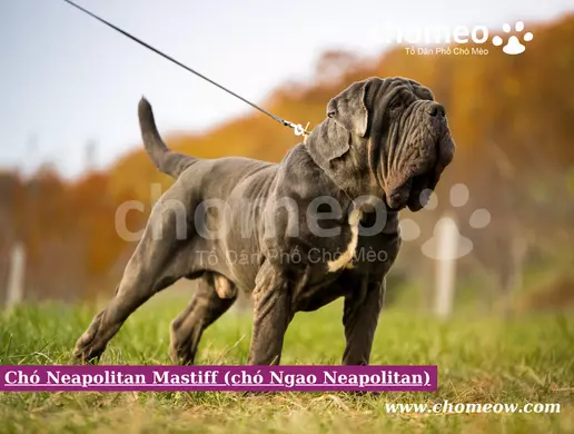 Chó Neapolitan Mastiff (chó Ngao Neapolitan)