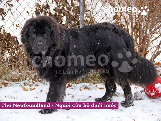 Chó Newfoundland - Người cứu hộ dưới nước