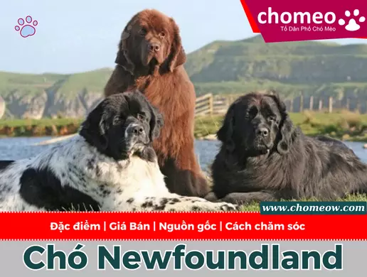 Chó Newfoundland _ Nguồn gốc, đặc điểm, giá bán, cách chăm sóc