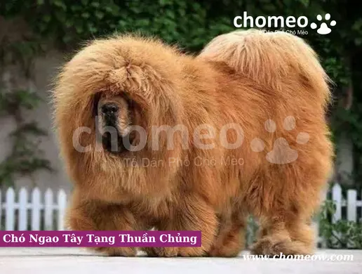 Chó Ngao Tây Tạng Thuần Chủng