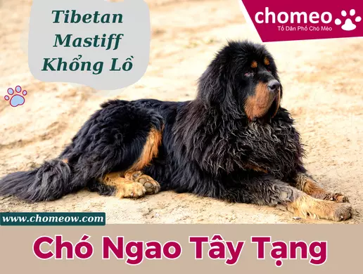 Chó Ngao Tây Tạng (Tibetan Mastiff) khổng lồ có gì đặc biêt