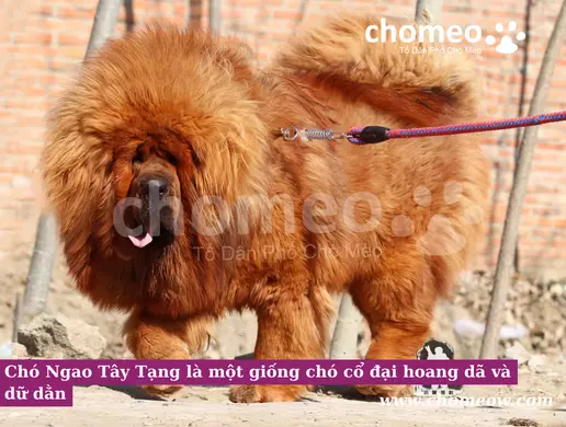 Chó Ngao Tây Tạng là một giống chó cỏ đại hoang dã và dữ dằn