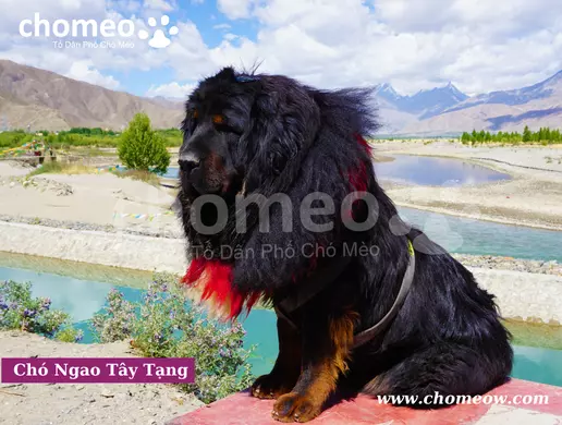 Chó Ngao Tây Tạng