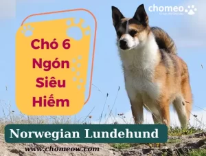 Chó Norwegian Lundehund (chó 6 ngón) siêu hiếm