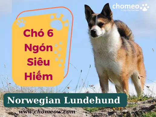 Chó Norwegian Lundehund (chó 6 ngón) siêu hiếm