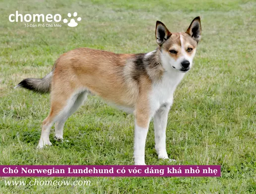 Chó Norwegian Lundehund có vóc dáng khá nhỏ nhẹ