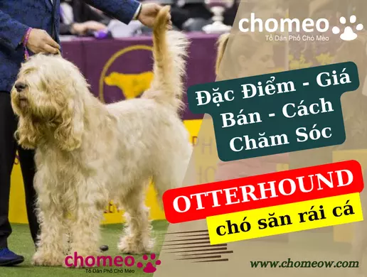 Chó Otterhound – Chó săn rái cá_ đặc điểm, giá bán, cách chăm sóc