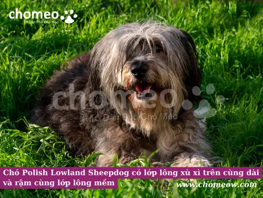 Chó Polish Lowland Sheepdog có lớp lông xù xì trên cùng dài và rậm cùng lớp lông mềm