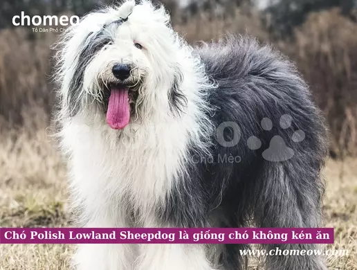 Chó Polish Lowland Sheepdog là giống chó không kén ăn