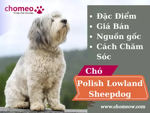 Chó Polish Lowland Sheepdog_ Nguồn gốc, đặc điểm, giá bán, cách chăm sóc