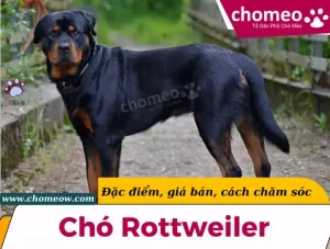 Chó Rottweiler _ Đặc điểm, giá bán, cách chăm sóc