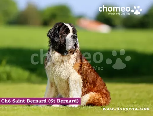 Chó Saint Bernard (St Bernard)
