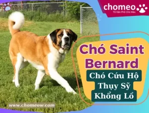 Chó Saint Bernard _ Chó cứu hộ Thụy Sĩ khổng lồ