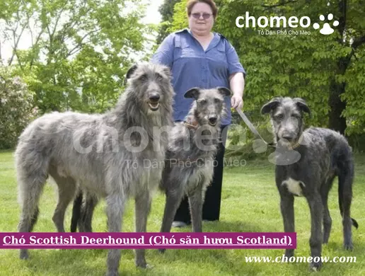 Chó Scottish Deerhound (Chó săn hươu Scotland)