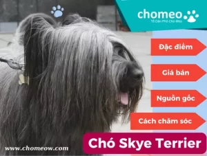 Chó Skye Terrier_ đặc điểm, giá bán, cách chăm sóc, nguồn gốc