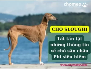 Chó Sloughi – Tất tần tật những thông tin về chó săn châu Phi siêu hiếm