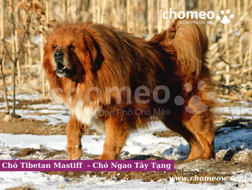 Chó Tibetan Mastiff - Chó Ngao Tây Tạng