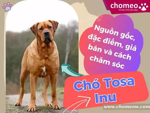 Chó Tosa inu _ nguồn gốc, đặc điểm, giá bán và cách chăm sóc